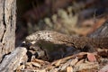 Goanna lizard