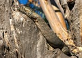 goanna lizard reptile in tree Royalty Free Stock Photo