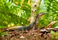 Goanna lizard in undergrowth