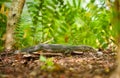 Goanna lizard in undergrowth Royalty Free Stock Photo