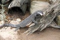 Goanna Monitor Lizard Australia