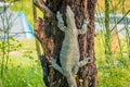 Goanna monitor lizards of the genus Varanus, climbing a tree