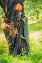 Goanna on a tree in Victoria, Australia Royalty Free Stock Photo