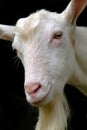 Goat Royalty Free Stock Photo