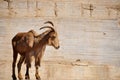 Goat Royalty Free Stock Photo