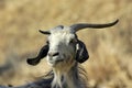 Goat Royalty Free Stock Photo