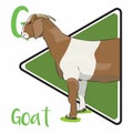Goat domesticated animal and has been raised in almost all habitats.
