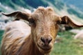Goat Royalty Free Stock Photo
