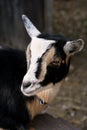 Goat Royalty Free Stock Photo