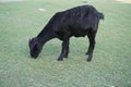 A goat is an adult black goat with horns and milk. one goat. Royalty Free Stock Photo