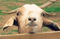 A Goat in Amish Country Looks Over a Fence Royalty Free Stock Photo