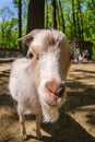 Goat animal farm mammal domestic, farming