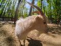 Goat animal farm mammal domestic, landscape