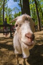 Goat animal farm mammal domestic, fur