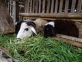 Goat animal Qurban Eid al-adha