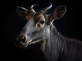 Goat or antelope is standing in front of black background. The animal has long horns and appears to be staring at Royalty Free Stock Photo