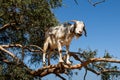 Goat in Argan Argania spinosa tree, Morocco