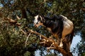 Goat in Argan Argania spinosa tree, Morocco Royalty Free Stock Photo