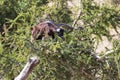 Goat on a Argan tree (Argania Spinosa). Royalty Free Stock Photo
