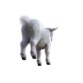 Goat baby character on transparent background. Royalty Free Stock Photo