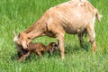 Goat baby a newborn and mother goat