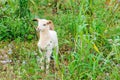 Goat baby in Vinales Valley, Cuba