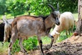 Goat on a background of green field Royalty Free Stock Photo