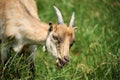 Goat on a background of green field Royalty Free Stock Photo