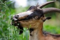 Goat on a background of green field Royalty Free Stock Photo