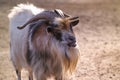 Goat with backlight Royalty Free Stock Photo