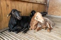 goat in barn. Domestic goats in the farm. Cute an angora wool coat. A goat in a barn at an eco farm located in the countryside. a Royalty Free Stock Photo