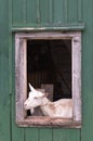 Goat in barn window