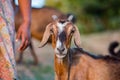 Goat at the beach at sunset in Indonesia Royalty Free Stock Photo