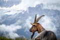 Goat with beard standing on a walking path in the alps