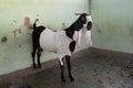 Goat beautiful smart picture 20