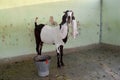 Goat beautiful smart picture 20