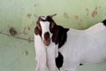 Goat beautiful smart picture 20