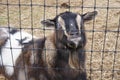 a goat behind a fence looks over its shoulder with one hand Royalty Free Stock Photo