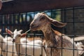 Goat behind a fence Royalty Free Stock Photo