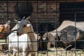 Goat behind a fence Royalty Free Stock Photo