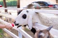 The goat behind the white fence was feeding from the milk bottle in the little girl`s hand. Children feed the farm animals. Royalty Free Stock Photo