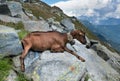 Goat with bell on rock, milk dripping out of udder