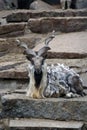 Goat with big hornes, grey stones background.