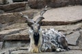 Goat with big hornes, grey stones background.