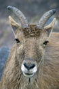 Goat with big hornes portrait at grey stone background.