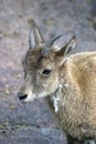 Goat with big hornes portrait at grey stone background.