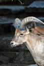 Goat with big hornes portrait at grey stone background.