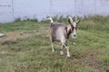 goat with big horns grazing in a meadow