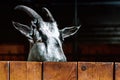 A goat with big horns looks over the fence. An animal with a yellow eye looks out of the pen. Domestic goats of meat and dairy Royalty Free Stock Photo
