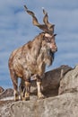 A goat with big horns mountain goat marchur stands alone on a rock, mountain landscape and sky. Allegory on scapegoat Royalty Free Stock Photo